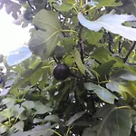Prisnac