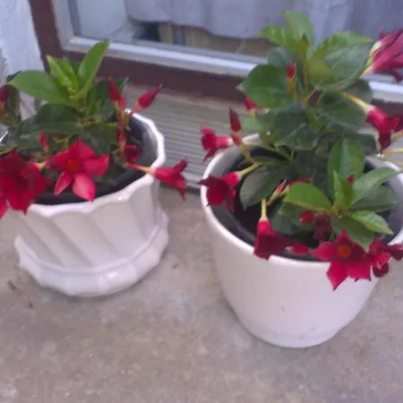 Prisnac Apartman Pakoštane