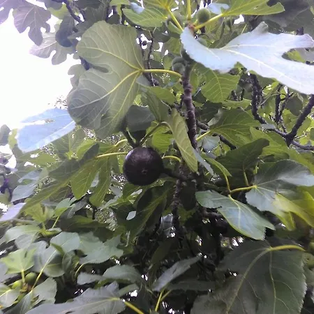 Prisnac