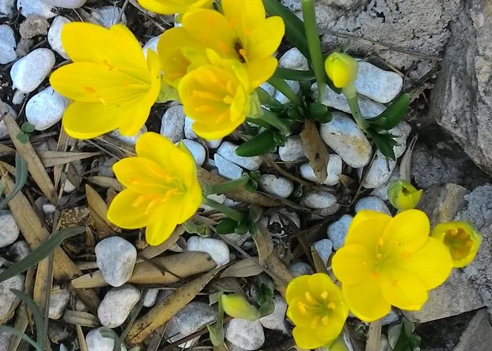 شقة Prisnac باكوشتاني