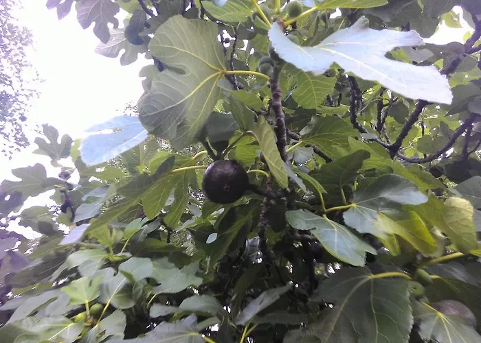 Prisnac