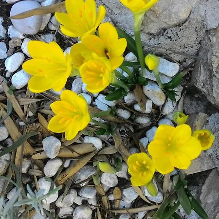 Appartamento Prisnac Pakoštane