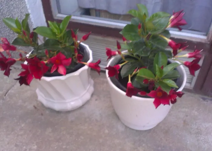 Prisnac Appartamento Pakoštane